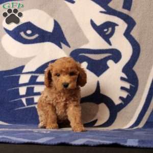 Roxie, Mini Goldendoodle Puppy